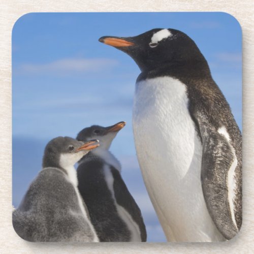 Antarctica Neko Cove Harbour Gentoo penguin 2 Beverage Coaster