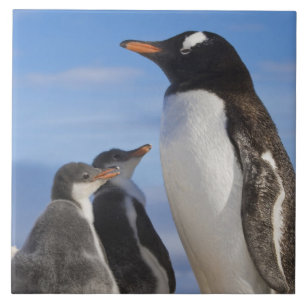 Antarctica, Neko Cove (Harbour). Gentoo penguin 2 Ceramic Tile