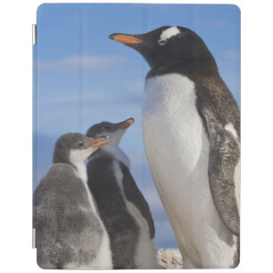 Antarctica, Neko Cove (Harbour). Gentoo penguin 2 iPad Smart Cover