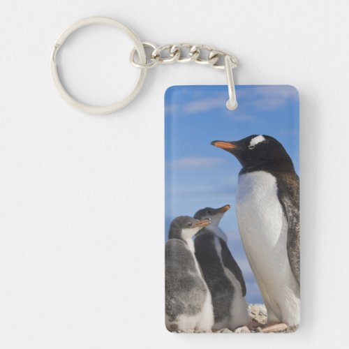 Antarctica Neko Cove Harbour Gentoo penguin 2 Keychain