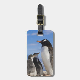 Antarctica, Neko Cove (Harbour). Gentoo penguin 2 Luggage Tag