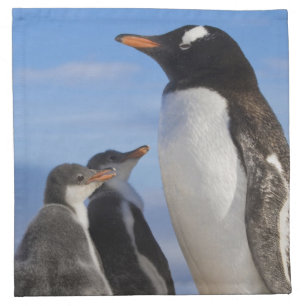 Antarctica, Neko Cove (Harbour). Gentoo penguin 2 Napkin