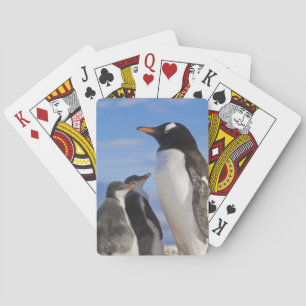 Antarctica, Neko Cove (Harbour). Gentoo penguin 2 Poker Cards