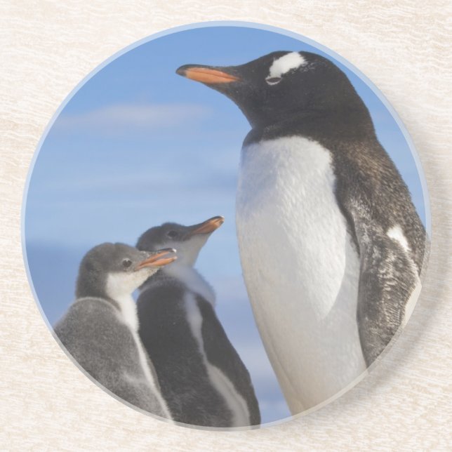 Antarctica, Neko Cove (Harbour). Gentoo penguin 2 Sandstone Coaster (Front)