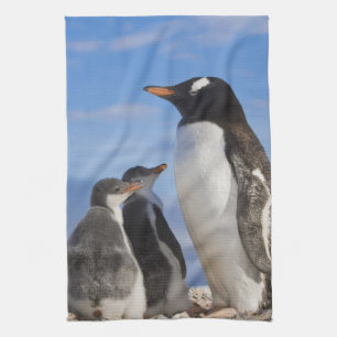 Antarctica, Neko Cove (Harbour). Gentoo penguin 2 Towel