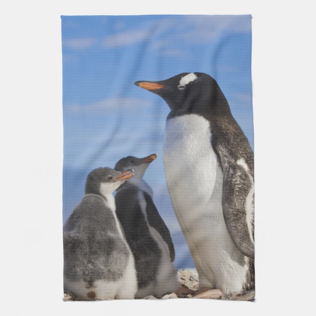 Antarctica, Neko Cove (Harbour). Gentoo penguin 2 Towel (Vertical)