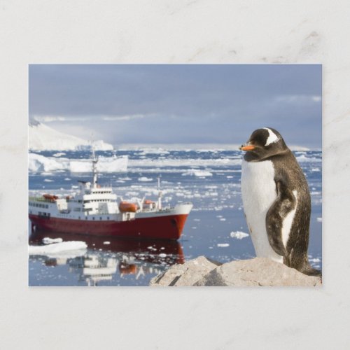 Antarctica Neko Cove Harbour Gentoo penguin Postcard