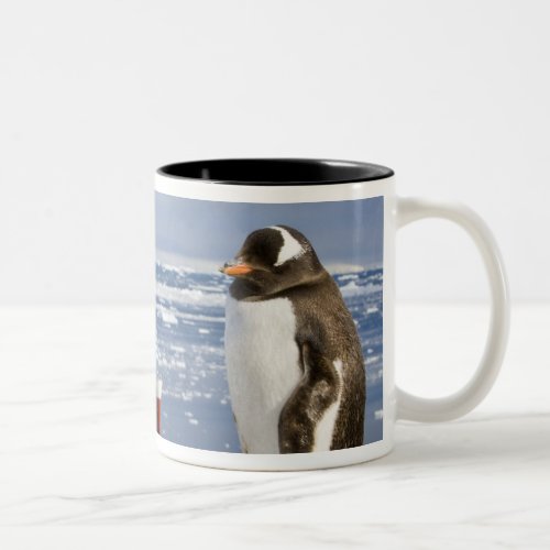Antarctica Neko Cove Harbour Gentoo penguin Two_Tone Coffee Mug