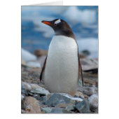 Antarctica. Neko Harbor. Gentoo Penguin (Front)