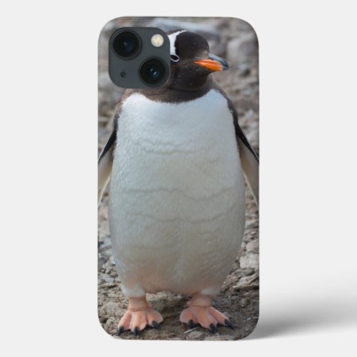 Antarctica Neko Harbor Gentoo Penguin 2 iPhone 13 Case
