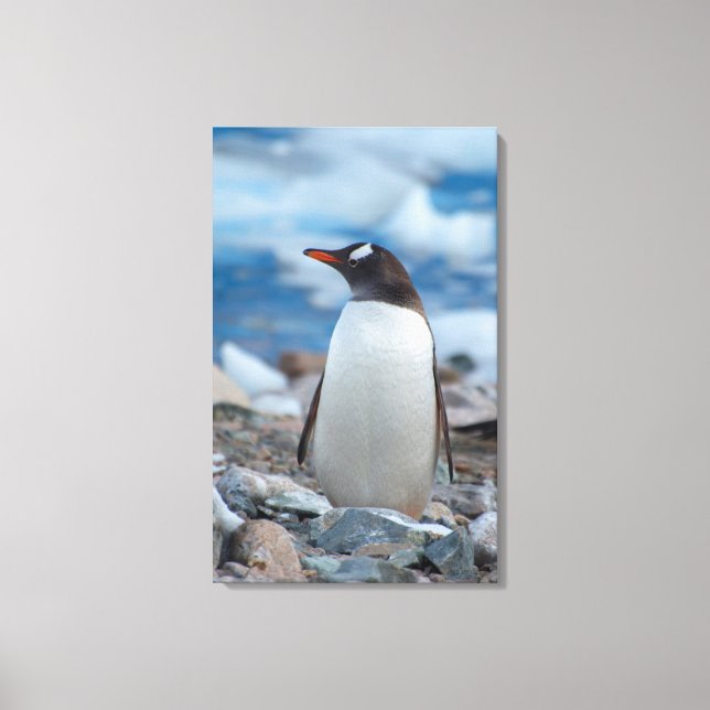 Antarctica. Neko Harbor. Gentoo Penguin Canvas Print (Front)