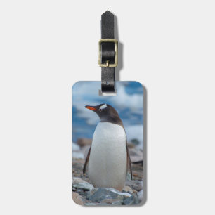 Antarctica. Neko Harbor. Gentoo Penguin Luggage Tag