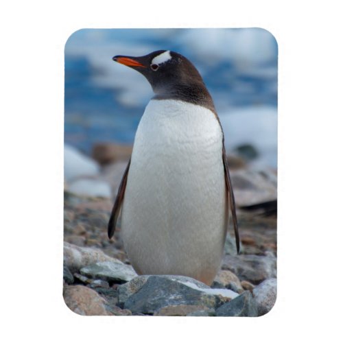 Antarctica Neko Harbor Gentoo Penguin Magnet