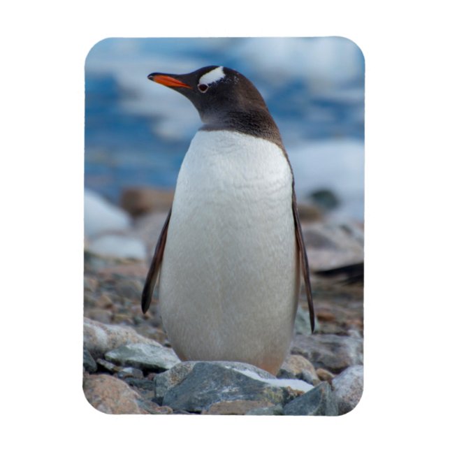 Antarctica. Neko Harbor. Gentoo Penguin Magnet (Vertical)