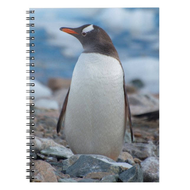 Antarctica. Neko Harbor. Gentoo Penguin Notebook (Front)
