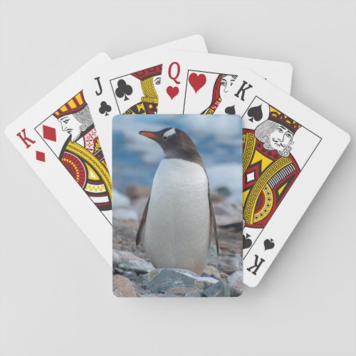 Antarctica Neko Harbor Gentoo Penguin Playing Cards