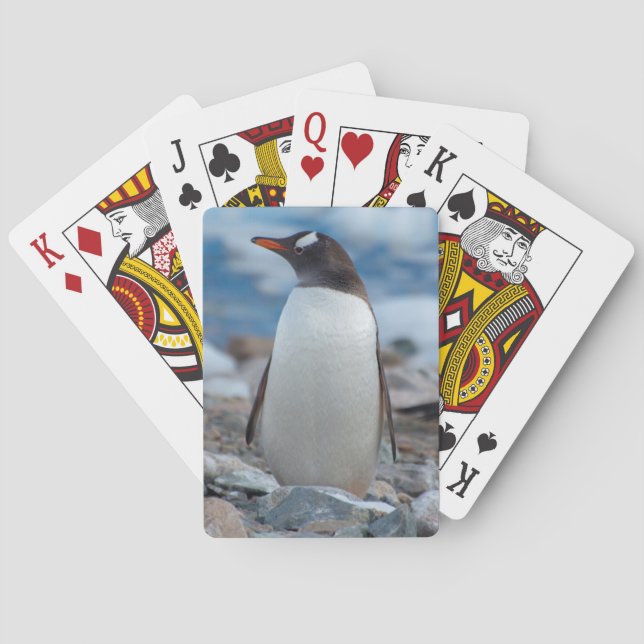 Antarctica. Neko Harbor. Gentoo Penguin Poker Cards (Back)