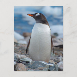 Antarctica. Neko Harbor. Gentoo Penguin Postcard