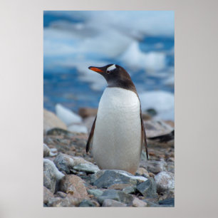 Antarctica. Neko Harbor. Gentoo Penguin Poster