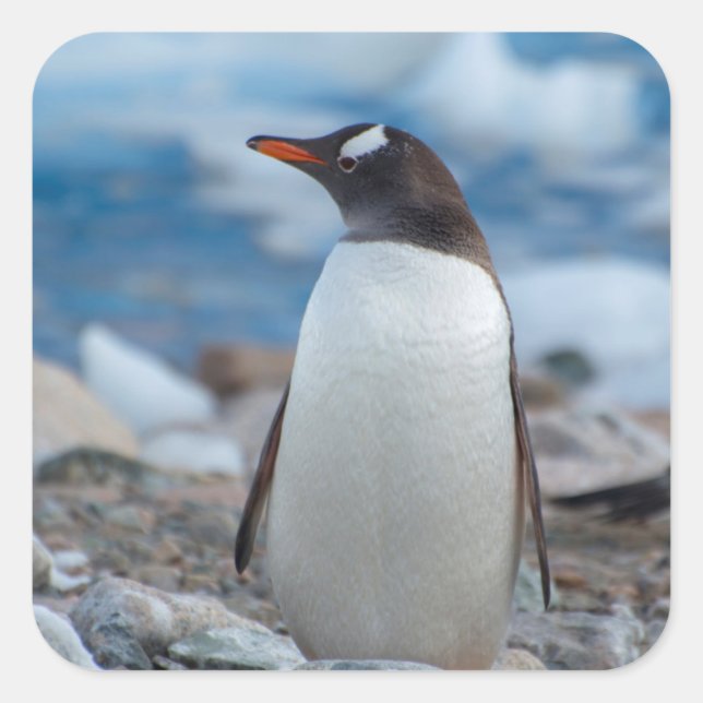 Antarctica. Neko Harbor. Gentoo Penguin Square Sticker (Front)