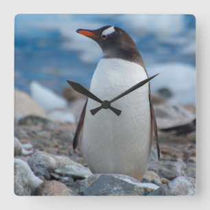 Antarctica. Neko Harbor. Gentoo Penguin Square Wall Clock