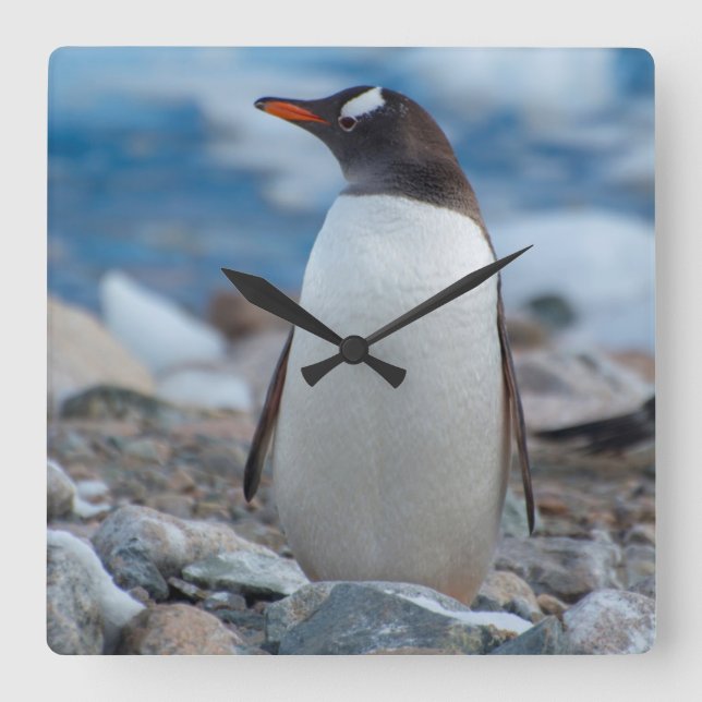 Antarctica. Neko Harbor. Gentoo Penguin Square Wall Clock (Front)