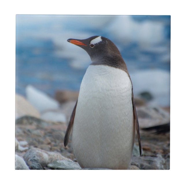 Antarctica. Neko Harbor. Gentoo Penguin Tile (Front)