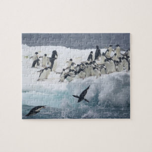 Antarctica, Paulet Island. Adelie penguins Jigsaw Puzzle