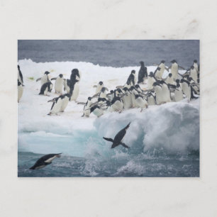 Antarctica, Paulet Island. Adelie penguins Postcard