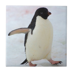 Antarctica. Petermann Island. Adelie penguin Tile