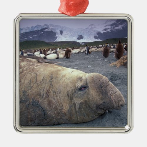Antarctica South Georgia Island Elephant seal Metal Ornament