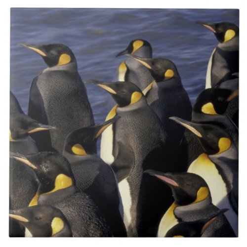Antarctica South Georgia Island King penguins 2 Tile