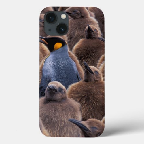 Antarctica South Georgia Island King penguins iPhone 13 Case