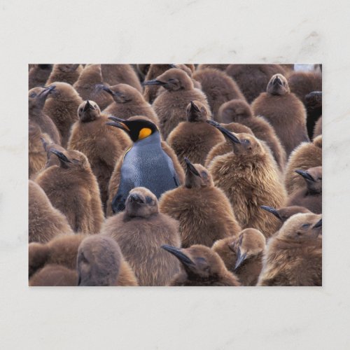 Antarctica South Georgia Island King penguins Postcard