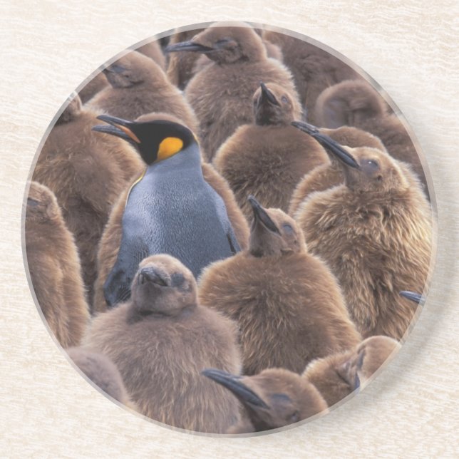 Antarctica, South Georgia Island, King penguins Sandstone Coaster (Front)