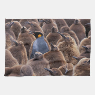 Antarctica, South Georgia Island, King penguins Towel