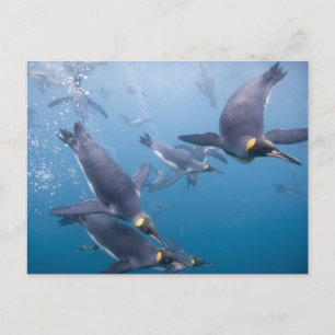 Antarctica, South Georgia Island (UK), 2 Postcard