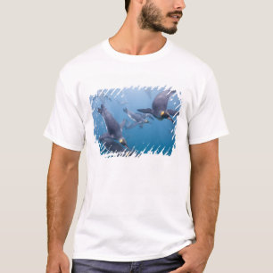 Antarctica, South Georgia Island (UK), 2 T-Shirt