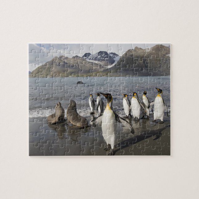 Antarctica, South Georgia Island (UK), Antarctic 2 Jigsaw Puzzle (Horizontal)