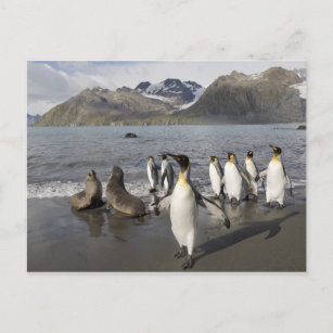 Antarctica, South Georgia Island (UK), Antarctic 2 Postcard