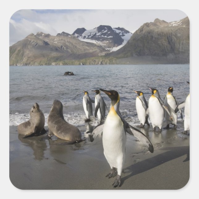 Antarctica, South Georgia Island (UK), Antarctic 2 Square Sticker (Front)