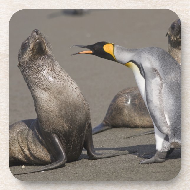 Antarctica, South Georgia Island (UK), King 3 Beverage Coaster (Front)