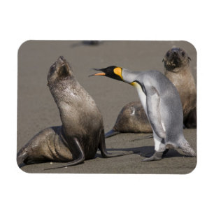 Antarctica, South Georgia Island (UK), King 3 Magnet