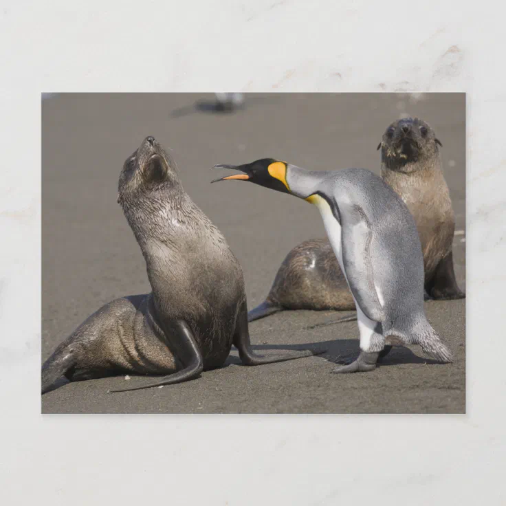 Antarctica, South Georgia Island (UK), King 3 Postcard | Zazzle