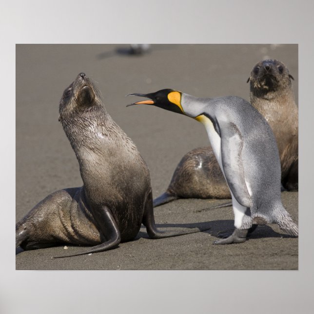 Antarctica, South Georgia Island (UK), King 3 Poster (Front)