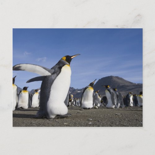 Antarctica South Georgia Island UK King 5 Postcard