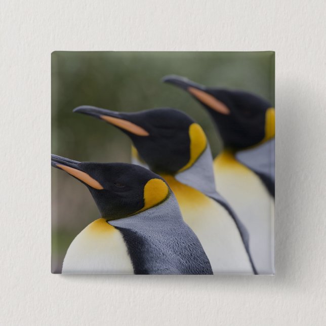 Antarctica, South Georgia Island UK), King Button (Front)