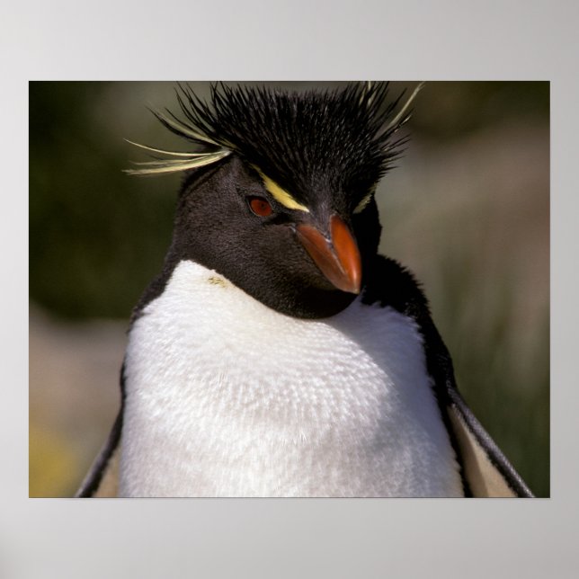 Antarctica, Sub-Antarctic Islands, South 5 Poster (Front)