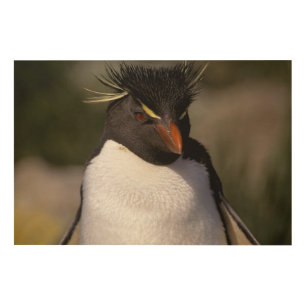 Antarctica, Sub-Antarctic Islands, South 5 Wood Wall Decor