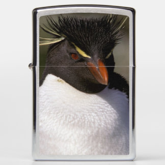 penguin mature singles 10 of the world’s 18 species of penguin are threatened with every penguin, ranked: which species are we most at risk single events of oil spillage and. penguin mature singles 10 of the world’s 18 species of penguin are threatened with every penguin, ranked: which species are we most at risk single events of oil spillage and.
